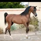 خيل