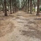 مطلوب مزرعه من 5000متر الاسجار سنوي