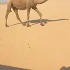 لقحة بكر كفو ثنية