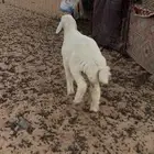طلي
