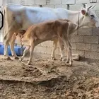 بقره المانيه فاخره
