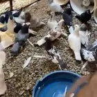 حمام للبيع