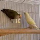 للبيع جوز روز منتج جاهز