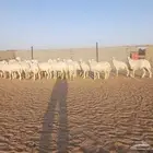 رخال حريات حرش جذعات عدد ( 30 )