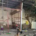 دجاج باكستاني فاخر