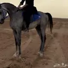 حصان شعبي للبيع