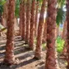 نخيل واشنطونيا زينه جميع المقاسات متوفره