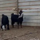 تيوس عوارض