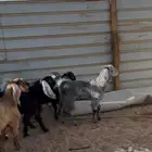 تيوس مخصى يوجد خدمة الذبح والتوصيل