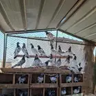 حمام باكستاني