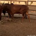 حسيل مشروع فحل فاخر