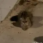 قطه بيرشن بيكي فيس تبني إنقاذ