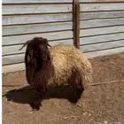 خرفان حقت ماتسبات ظهر وطرف