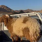 خروف طيب عمره 10 شهور