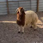 خروف طيب