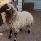 خروف فل الفل جرم كبير يوجد خدمة الذبح والتوصيل