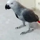 كاسكو للبيع