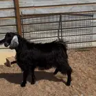 تيوس عوارض