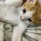 قطط لتبني