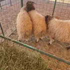 طليان ذبايح نعيم غنم