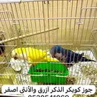 الاحساء الهفوف
