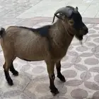 للبيع تيس قزمي