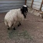 خروف نعيمي طيب