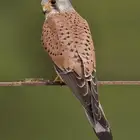 شبوط او باشق