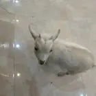 تيس قزم العمر شهرين اليف