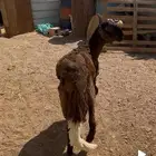 خروف ساكني طيب