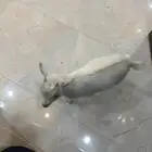 تيس قزم العمر شهرين لون ابيض و مرغوب