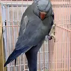 انثى ببغاء دره هولندي ازرق فايلوت