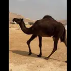 بكرة سوم 4500