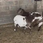 طليان نعيم