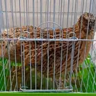 طيور سمان مع القفص