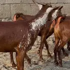 معزا دهم صنف ماشاظ الله تم البيييع
