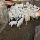 ضان بلدي للبيع العدد 40 صغير وكبير