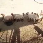 نعيم للبيع طيبة
