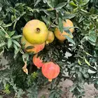 شتلات فواكة مثمرة