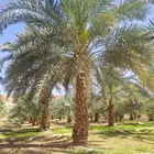 السلام عليكم ورحمة الله يوجد لدينا جميع انواع النخيل وتوصيل