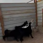 تيوس مخاصي
