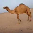 بعير اصفر دبياني السن ثني