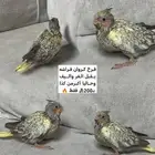 فرخ كروان فراشه