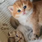 كتن سكوتش قولد أنثى