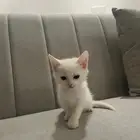 قطط للبيع بالخرج