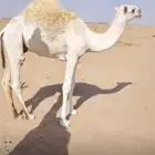 قعود للبيع