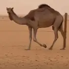 ناقة للبيع