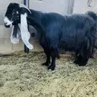 عنز عارضيه صنف