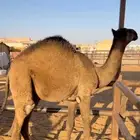 حاشي بلدي لباني الحجز بالربع والنص