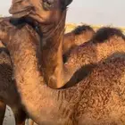 6 قعدان للبيع